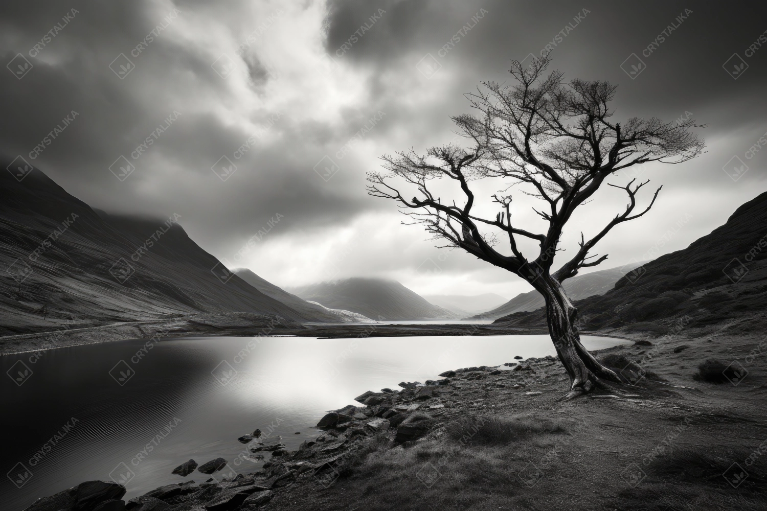 Solitaire tree near a lake - black and white picture