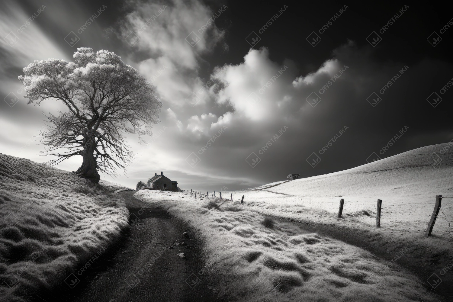 Solitaire tree on the hill - black and white picture