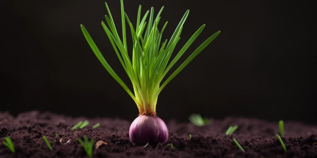Sprouting onion on a black background. Sprouting onion in the soil