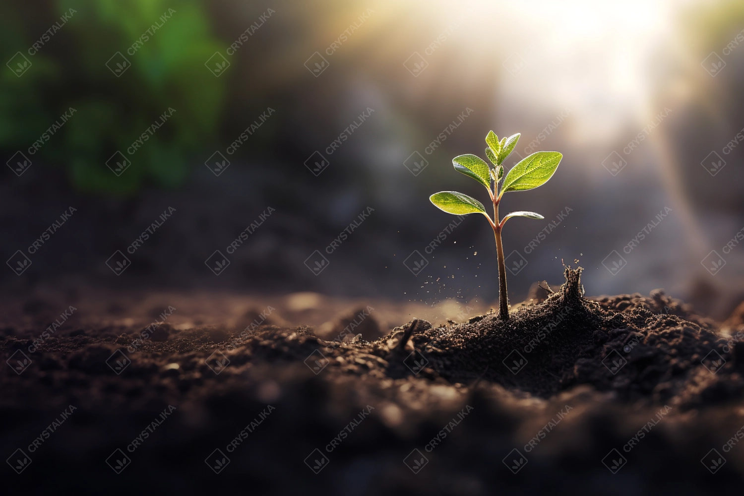 A sapling sprouting from the ground. Green seedling illustrating concept beginning of new life.