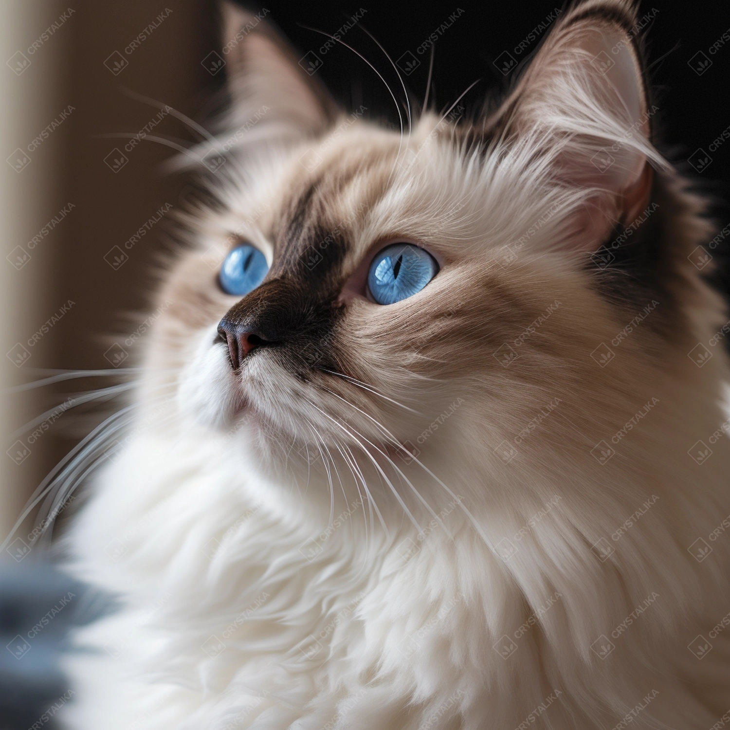 Ragdoll cat, blue eyes