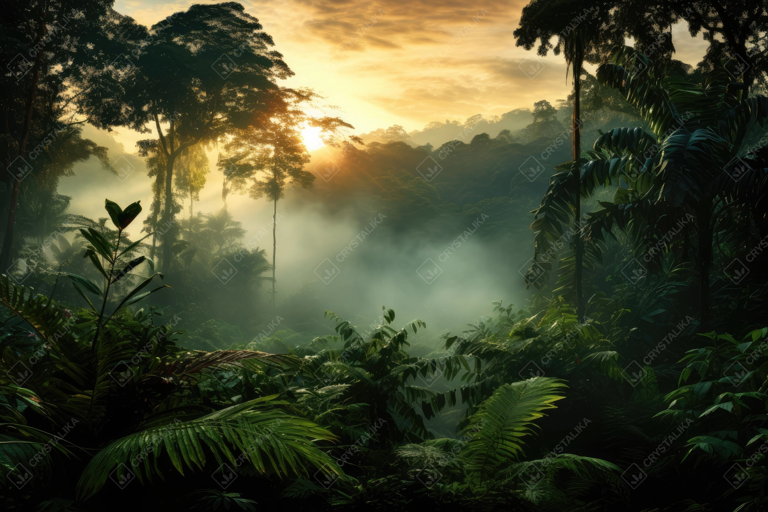 Rainforest sunset scene